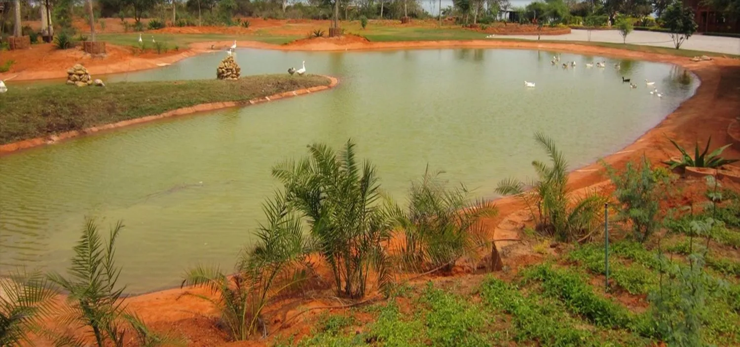 A water retention pond with banks of compacted red soil and young palms planted along the edge